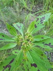 Euphorbia cuphosperma