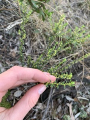 Phyllanthus hirtellus