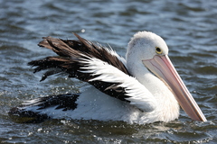 Pelecanus conspicillatus