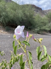 Cryptostegia grandiflora