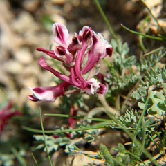 Corydalis
