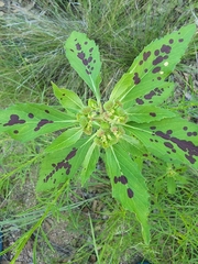 Euphorbia cuphosperma