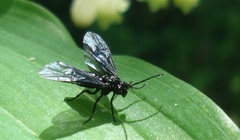 Phymatocera aterrima