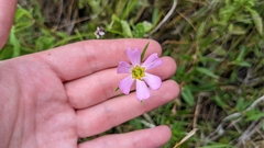 Sabatia campanulata