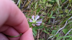 Sabatia campanulata