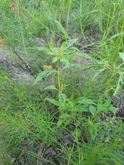 Euphorbia cuphosperma