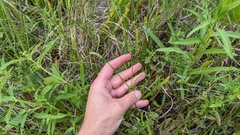 Sabatia campanulata