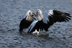 Pelecanus conspicillatus
