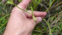 Sabatia campanulata