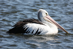 Pelecanus conspicillatus