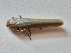 Sozusa scutellata