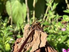 Polistes chinensis