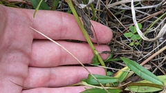 Sabatia campanulata