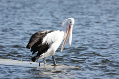 Pelecanus conspicillatus