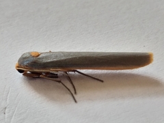Sozusa scutellata