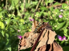 Polistes chinensis
