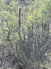 Lophocereus schottii