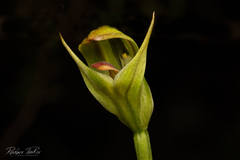 Pterostylis curta