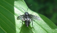 Phymatocera aterrima