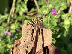 Polistes chinensis
