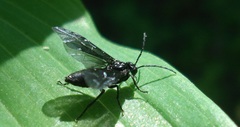 Phymatocera aterrima