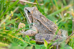 Rana macrocnemis