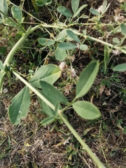 Medicago sativa