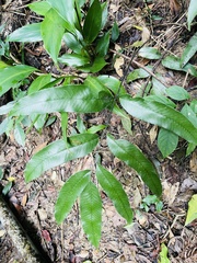 Diplazium donianum