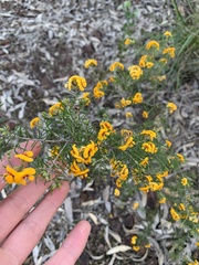 Dillwynia sieberi