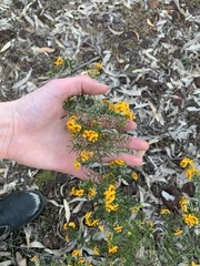 Dillwynia sieberi