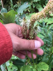 Sanguisorba stipulata