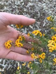 Dillwynia sieberi