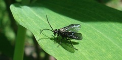 Phymatocera aterrima