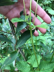 Sanguisorba stipulata