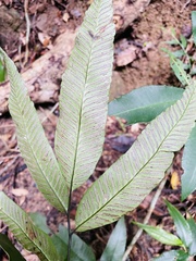 Diplazium donianum