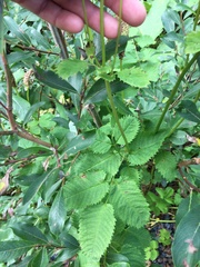 Sanguisorba stipulata