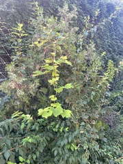 Ampelopsis humulifolia