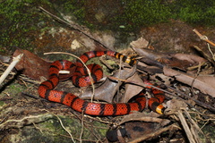 Micrurus diastema