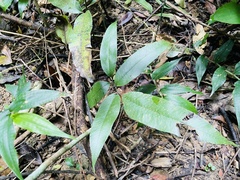 Diplazium donianum