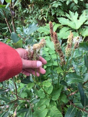 Sanguisorba stipulata