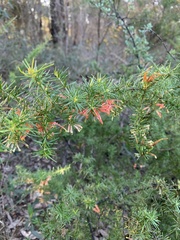Grevillea juniperina