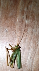 Meconema thalassinum