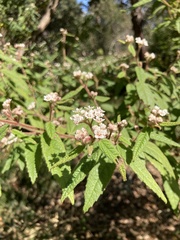 Commersonia dasyphylla