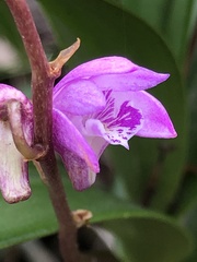 Dendrobium kingianum