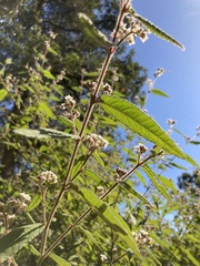 Commersonia dasyphylla