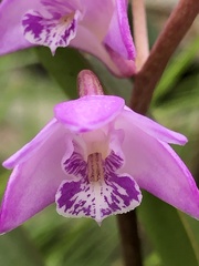 Dendrobium kingianum