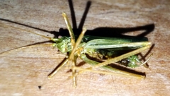 Meconema thalassinum