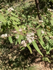 Commersonia dasyphylla