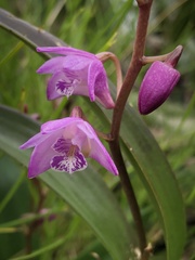 Dendrobium kingianum