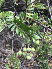 Osteomeles anthyllidifolia